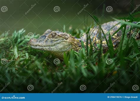 Baby Broad-snouted Caiman - Alligator Hatchling Stock Photo - Image of broadsnouted, ectothermic ...