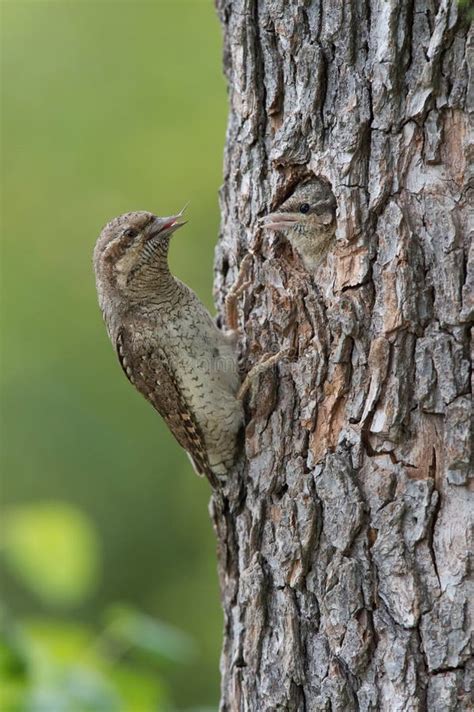 Eurasian Wryneck, Jynx Torquilla is Feeding Its Chicks Stock Photo - Image of face, chicks ...