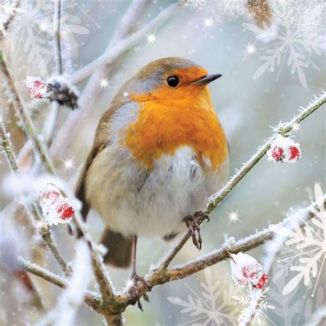 Winter Robins | Beautiful birds, Pretty birds, Pet birds