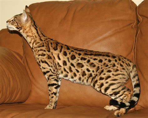 F2 Queens | Savannah Cat - Select Exotics - Part 2