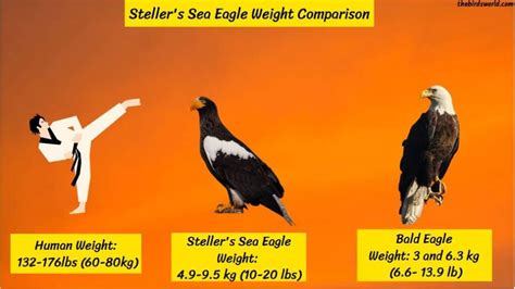 Steller's Sea Eagle Size: Explained And Compared With Other