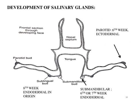 salivary glands