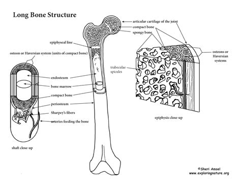 Long Bone Diagram : Long Bone Diagram Quizlet - polish12yogirlsnude