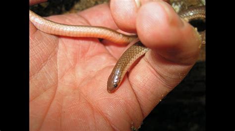 Watch out for baby copperhead snakes | wfmynews2.com