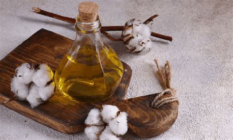 Amazing benefits and properties of cottonseed oil - Sadr Novin Khorasan