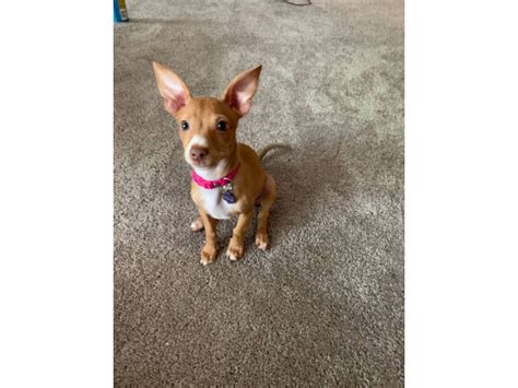 Red nose chihuahua puppy looking for home Houston - Puppies for Sale Near Me