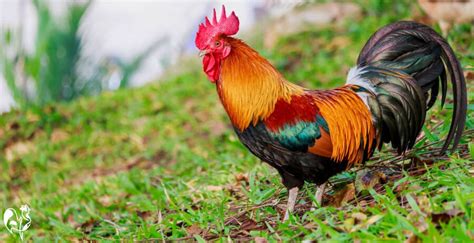 Why have a rooster? 5 top reasons why it's a great idea.