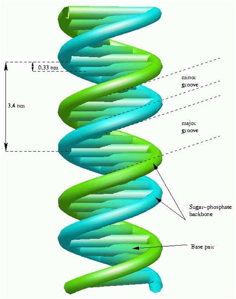 A schematic model of B-DNA | Download Scientific Diagram