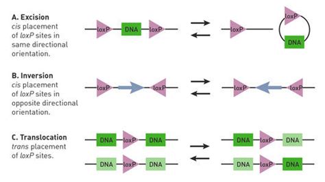 The Cre-lox and FLP-FRT systems