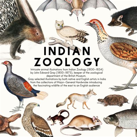 Download intricate animal illustrations from Indian Zoology (1830-1834) by John Edward Gray ...