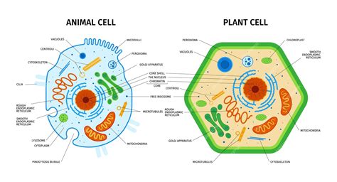 Plant Cell And Animal Cell Model