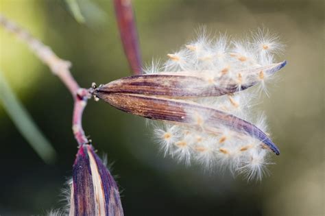 Collecting Oleander Seeds For Planting: How To Grow Oleander From Seeds ...