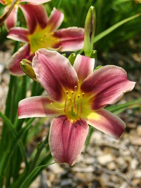 Daylily Varieties | Daylily Photos | HGTV