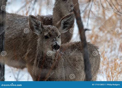 Colorado Bison in Snow Storm Stock Image - Image of mammal, daytime: 171513853