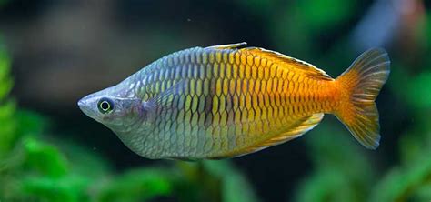 Rainbowfish and Silversides | Tropical Fish Hobbyist Magazine