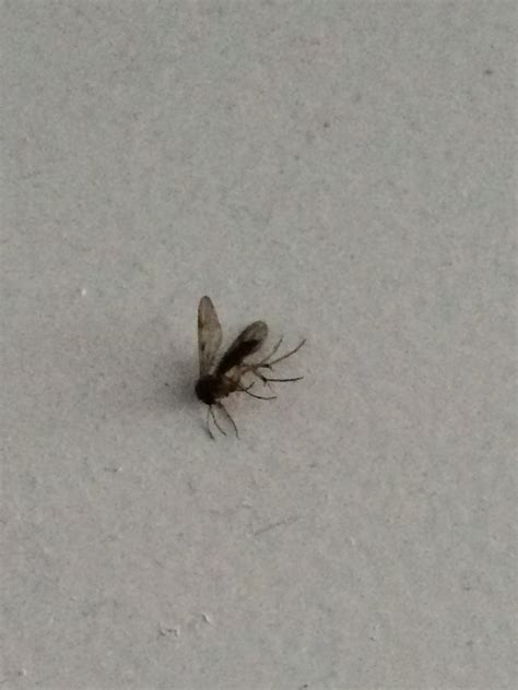 What Are These Tiny Little Flying Bugs In My House | Psoriasisguru.com