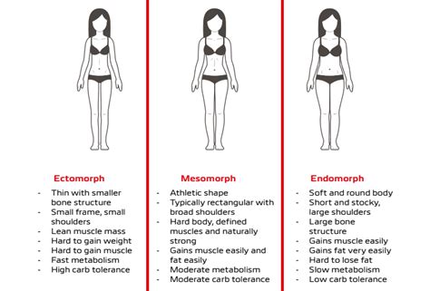 Exercises For An Endomorph Body Type - Exercise Poster