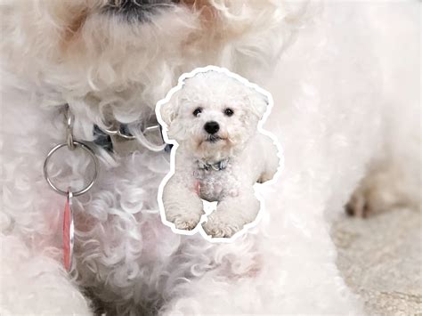 Bichon Frise dog breed profile