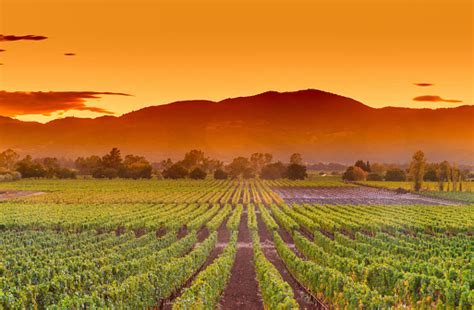 Napa Valley California Wine Country Vineyard Field Harvest For Winery Stock Photo - Download ...