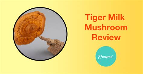 Tiger Milk Mushroom Malaysia Guide: Reviews And Prices