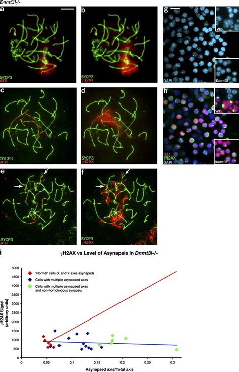 In Dnmt3l-null pachytene spermatocytes, increasing levels of asynapsis ...