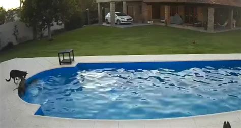 Old Dog Falls In The Pool, And Her Heroic Pup Friend Comes Running - PawMyGosh