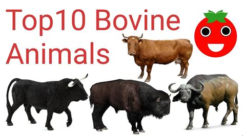 Top10 Different Type Of Bovine Animals🍅 - YouTube