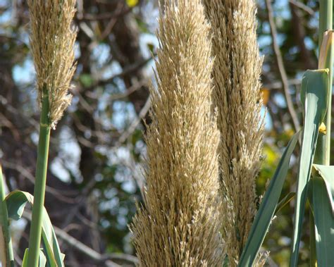 Giant Reed (Arundo donax) - Tualatin Soil and Water Conservation District