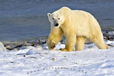 Polar Bear Arctic Habitat Hudson Bay Canada | Photo, Information