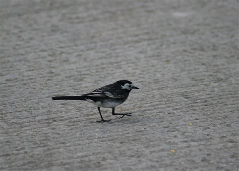 Pied Wagtail Photograph by Callen Harty - Fine Art America