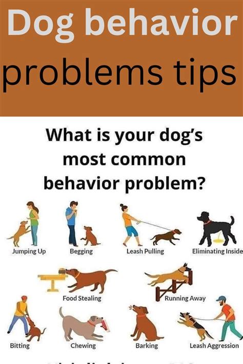 Effective Solutions for Dog Behavior Problems