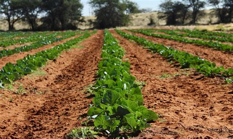 Namibian Agriculture: Harvesting in a Desert Country