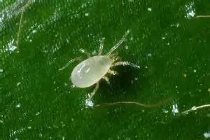 How To Get Rid Of White Mites: Ultimate Guide