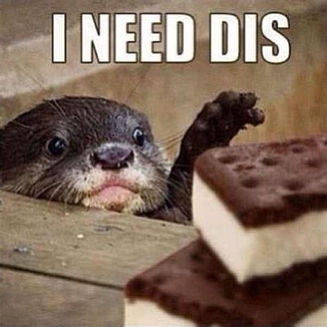 Sea Otter Meme "I need dis" Funny Cute, Hilarious, Funny Memes, Funny ...