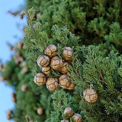 Italian Cypress Tree Seeds cupressus Sempervirens 25seeds - Etsy