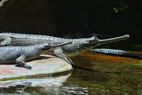 Ganges River Crocodiles