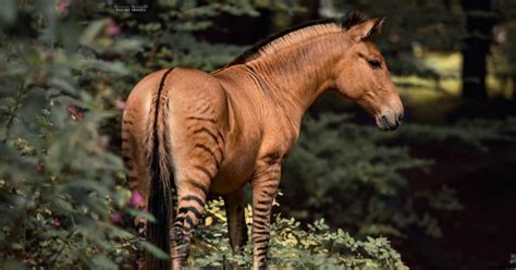 Stunning Photos Of A Zorse, A Hybrid Between A Zebra And A Horse | Зеброид, Лошади, Фотографии ...