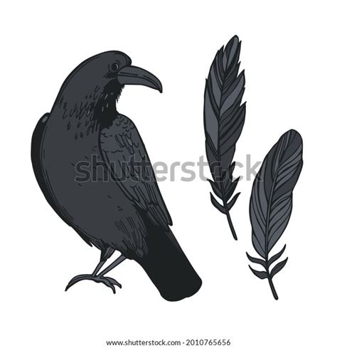 Hand Drawn Raven Feathers Vector Sketch Stock Vector (Royalty Free) 2010765656 | Shutterstock