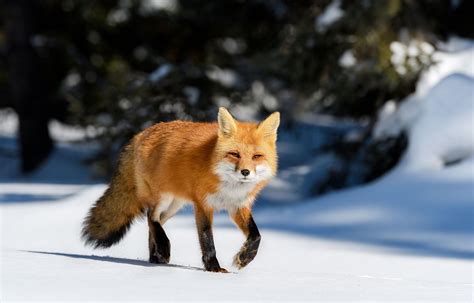 Red Fox Habitat