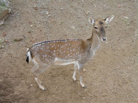 musk deer by Nestaman on DeviantArt