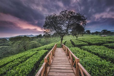 Kebun Teh Wonosari Malang - Info Harga Tiket Masuk, Rute Dan Jam Buka - Wisatainfo