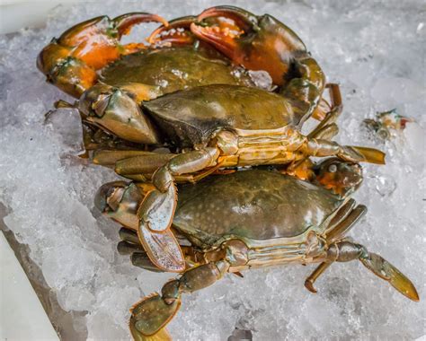 Maryland Soft Shell Crabs l Soft Shell Crab Near Me | 6 pc