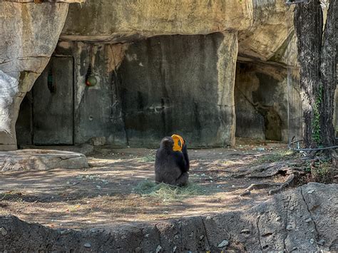 Fort Worth Zoo announces birth of western lowland gorilla baby | Fort ...