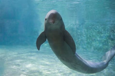 What's the Difference Between a Dolphin and a Porpoise