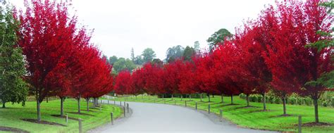 Ornamental trees - MackLand LLC