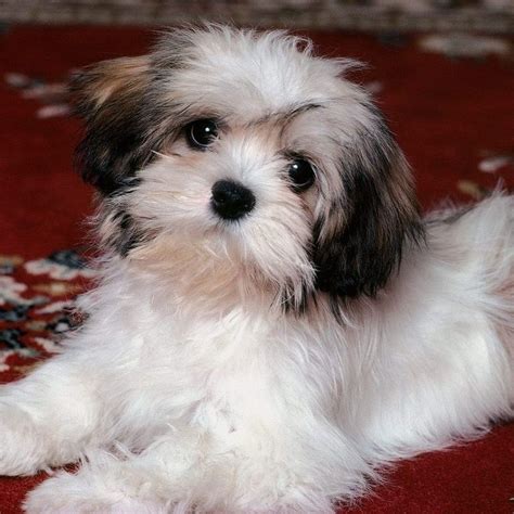 Havanese Shih Tzu Mix Information - Shih Tzu Dog