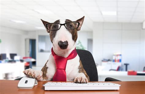 The Office Dog - Pros and Cons