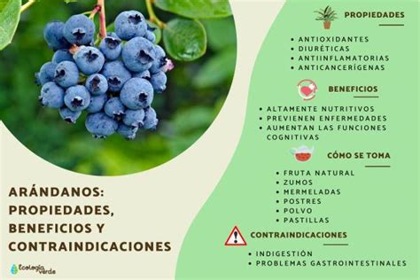 Arándanos: propiedades, beneficios y contraindicaciones - Guía completa