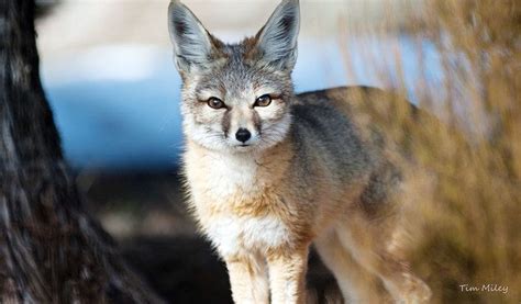 Kit fox - Alchetron, The Free Social Encyclopedia