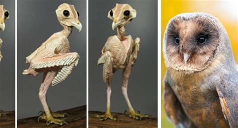 A Picture Of An Owl Without Feathers Is More Than The Internet Can Handle Apparently